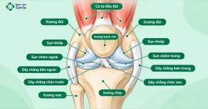 What Is Knee Replacement? Indications, Procedure & Recovery